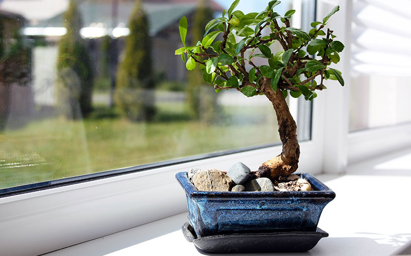 Cuidar de um bonsai