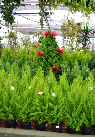 ABC Garden