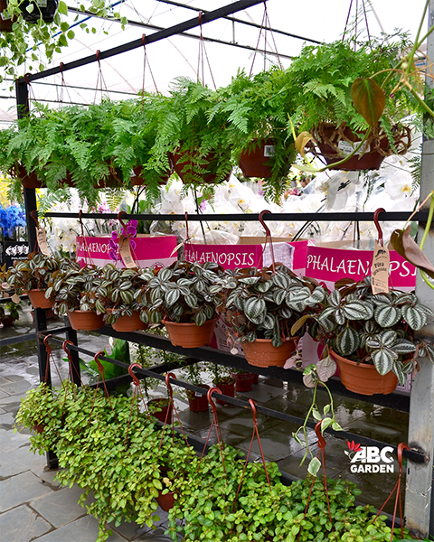 ABC Garden