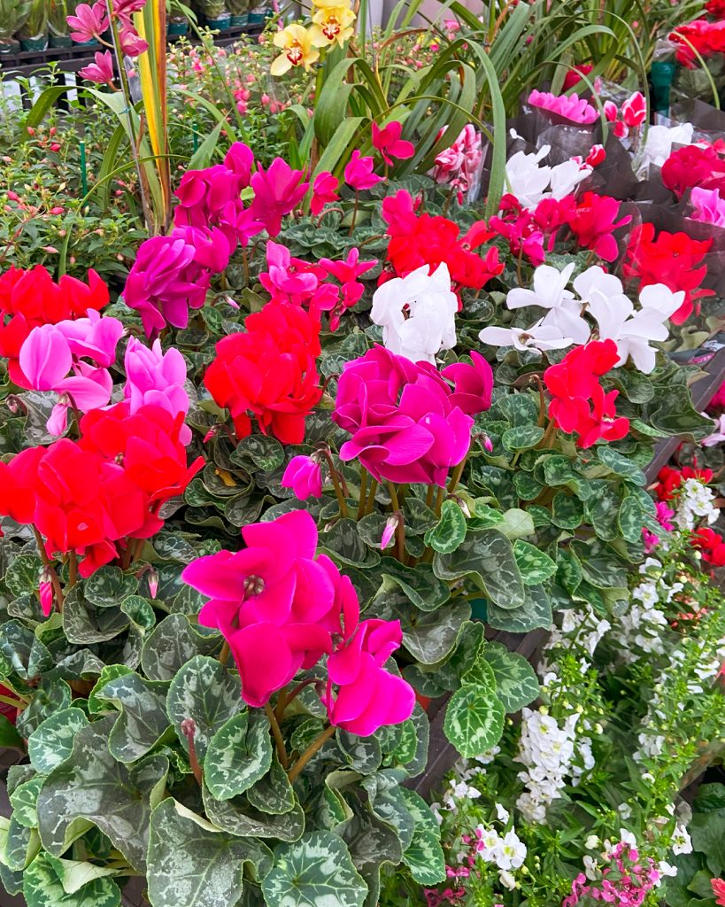 ABC Garden
